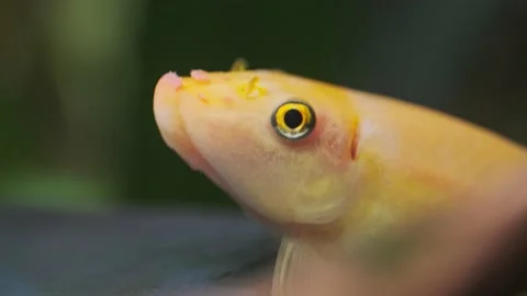 Close up of Chinese algae eater (Gyrinocheilus aymonieri) in aquarium 動画素材 144453358