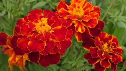 Close-up of chinese aster flower Stock Footage 160453662