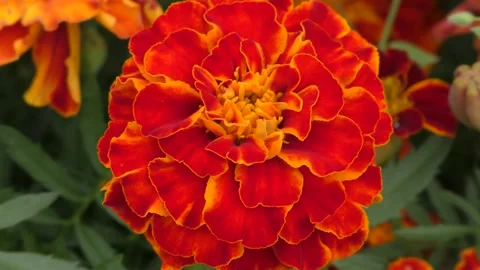 Close-up of chinese aster flower Stock Footage 160645423