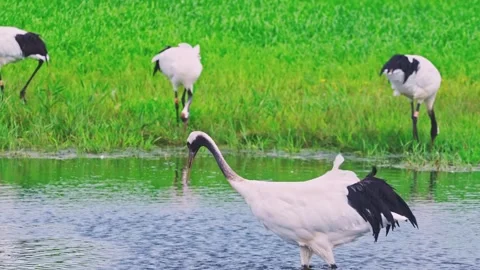 Close Up of Chinese Crane Elegant Head 4K Stock Footage 335075570