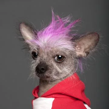 Close-up of Chinese Crested Dog with pink mohawk, 4 years old, in front of grey  Stock Photos