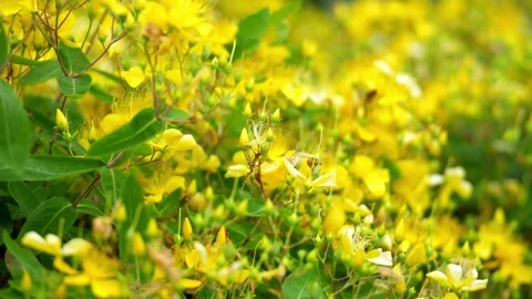 Close up of Chinese Hypericum (Chinese St. John's Wort) Stockbeeldmateriaal 336649339