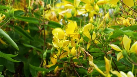 Close up of Chinese Hypericum flower during the day 4K25p Stock Footage 336649344