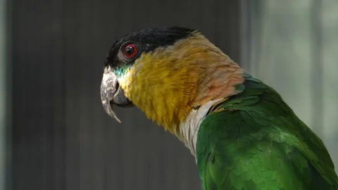 Close up of chinese parrot Stock Footage 135285288