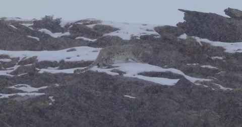 Close Up of Chinese Snow Leopard Face 4K 库存影片 335078693