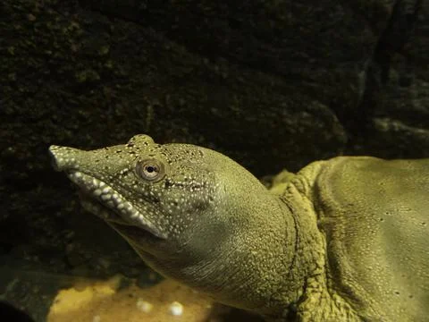Close up of a Chinese Softshell Turtle (Pelodiscus sinensis) 库存照片