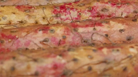 Close-up of Chinese yam rusty reddish skin 库存影片 341779186