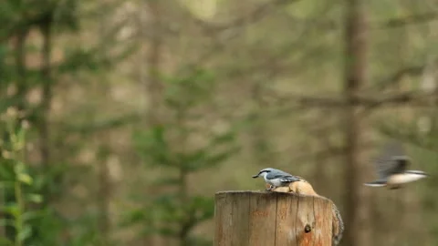 Close-up of a chipmunk and a small bird eating seeds sitting on a stump in the Stock Footage 145947228
