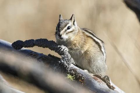 Close up of a chipmunk on a branch. Stock Photos