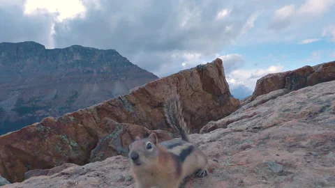 Close up of chipmunk in Canada #2 Stock Footage 251845943