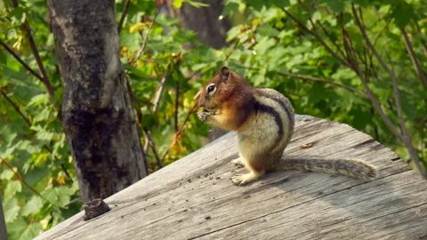 Close-Up Chipmunk Eating and Scratching on Fallen Tree Stock Footage 323679499