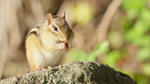 Close Up Chipmunk Eating Cherry with Tiny Hands Stock Footage 316553040