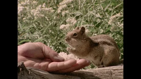 Close-up of chipmunk eating out of person's hand, 1970s Stock Footage 90728243