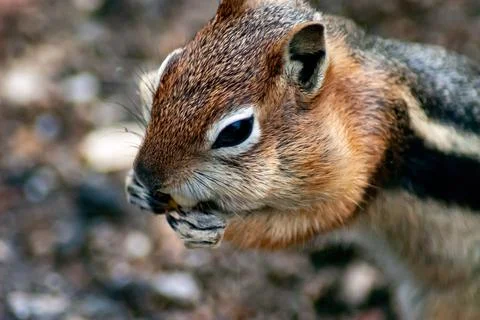 Close up of a chipmunk eating a peanut Stock Photos