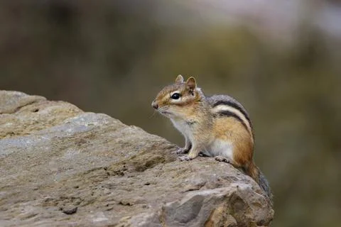 Close up of Chipmunk on rock Stock Photos