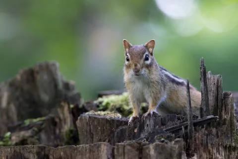 Close up of Chipmunk standing on tree stump in forest and looking at camera Stock Photos