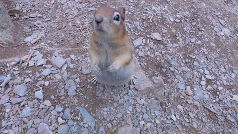 Close up of chipmunk touching camera in canada #1 Stock Footage 251845303