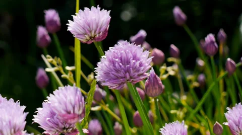 Close up chives in flower Stock Footage 38325871