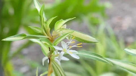 Close up of Chlorophytum comosum, usually called spider plant. 動画素材 257071260