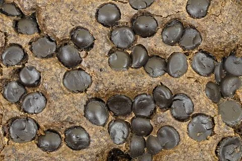 Close-Up of Chocolate Chip Cake Texture  Dessert and Baking Background Stockfoto's