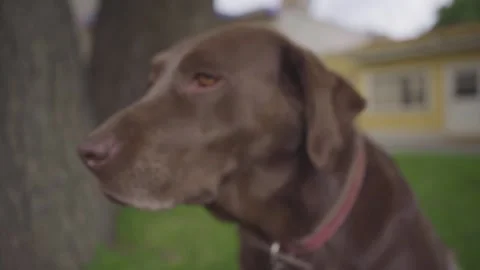 Close up to chocolate labrador 動画素材 139020464