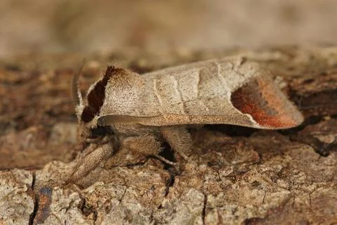 Close up of the chocolate-tip moth, Clostera curtula Stock Photos