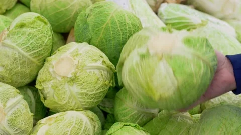 Close-up of a choice of cabbage at the vegetable market, in the buyer's hand is Stock Footage 170755374