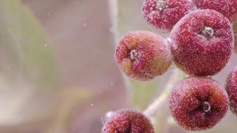 Close-up of chokeberry cluster with tiny bubbles clinging to dark fruit surfaces Stock Footage 339767487