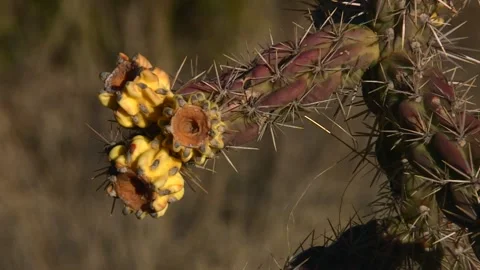 Close up of cholla cactus fruit in Guadalupe Mountains National Park, Texas Stock Footage 335900629