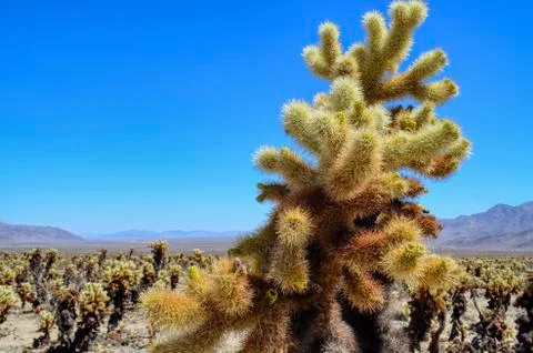 Close-up of Cholla Cactus Stock Photos