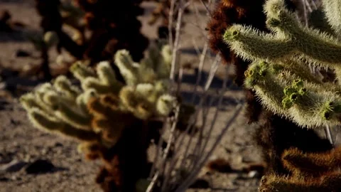 Close up of cholla cactus spines in desert sun Stock Footage 329762352