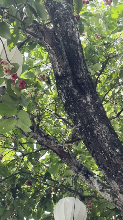 Close-Up of Chompoo Mận (Rose Apple) on Tree Branch – Exotic Tropical Fruit Deta Stock Footage 314460463