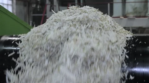 Close up. Chopped sugar beet falls from the conveyor belt. Video stock 251634410