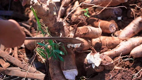 Close up chopping big cassava root using machete in farm 50fps Stock-Footage 156181795