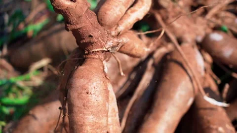 Close up chopping cassava using machete  slow motion 50fps Stock-Footage 156181546