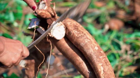 Close up chopping cassava using machete in farm 50fps Stock-Footage 156181713