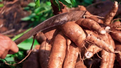 Close up chopping cassava using machete full of dirt 50fps Video stock 156181717