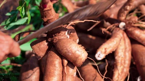 Close up chopping cassava using machete full of dirt slow motion 50fps Stock-Footage 156181774