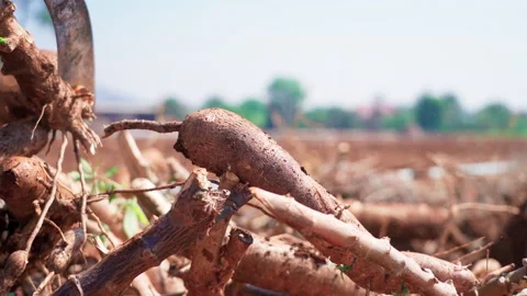 Close up chopping cassava using machete on cassava pile side shot slow motion Video stock 156181896