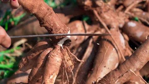 Close up chopping cassava using machete 50fps Vídeos de archivo 156181924