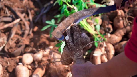 Close up chopping cassava using machete top shot slow motion 50fps Stock-Footage 156181956