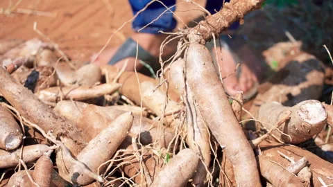 Close up chopping cassava using machete on cassava pile slow motion 50fps Stock-Footage 156181983