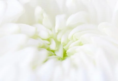 Close-up chrisanthemum Stock Photos