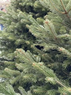 Close up of Christmas pine tree branches Stock Photos
