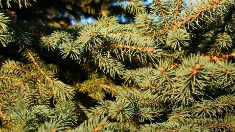 Close up Christmas tree background. Christmas branches. New Year fir tree. Xmas Stock Footage 225845543