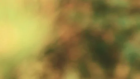 Close-up of Christmas tree branches in autumn Stock Footage 80982017