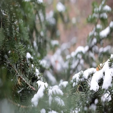 Close-up of christmas tree branches with snow, snowing in botanic garden Stock Footage 69518695