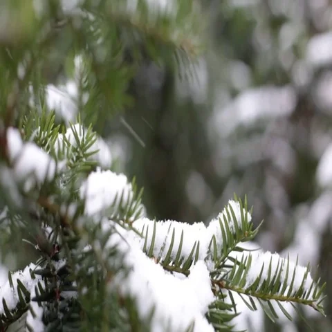 Close-up of christmas tree branches with snow, snowing in botanic garden Stock Footage 69519197