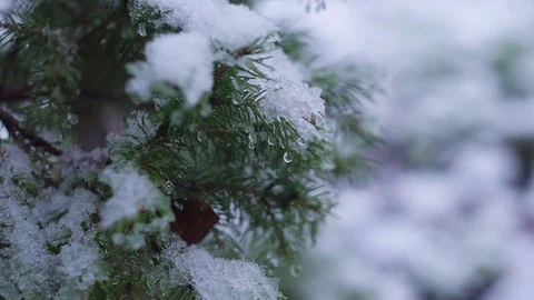 Close-up of christmas tree branches with snow macro Видео 82282899