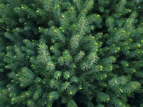 Close-up of Christmas tree branches in spring Stock Photos